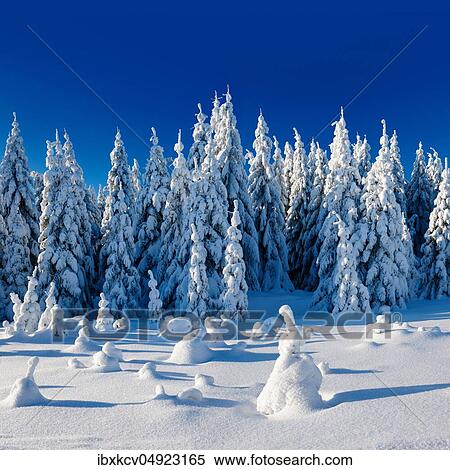 Deeply snow-covered untouched winter landscape, spruces covered with snow, bright sunshine, blue sky, Harz National Park, Germany ( Sachsen-Anhalt) View Large Photo Image Stock Photography - Deeply snow-covered untouched winter landscape, spruces covered with snow, bright sunshine, blue sky, Harz National Park, Germany ( Sachsen-Anhalt). Fotosearch