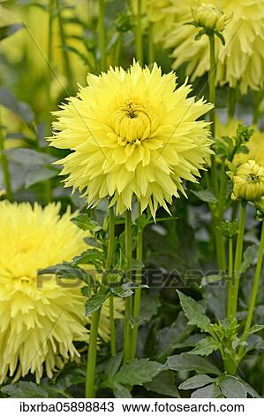 Stock Image - Deer antlersDahlia (Dahlia) variety Hale Bopp, bright yellow flower, North Rhine-Westphalia, Germany, Europe. Fotosearch
