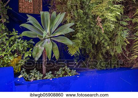 Stock Image - Detail, Jardin Majorelle with blue house of Yves Saint-Laurent, botanical garden, Marrakech, Morocco, Africa. Fotosearch