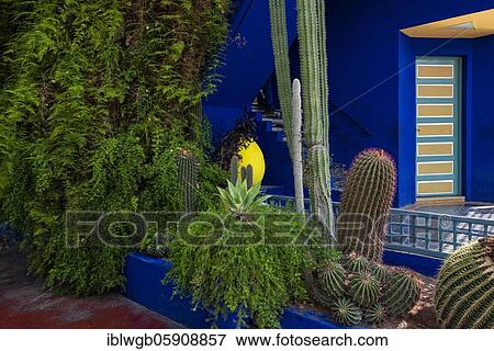 Stock Photo - Detail, Jardin Majorelle with blue house of Yves Saint-Laurent, botanical garden, Marrakech, Morocco, Africa. Fotosearch