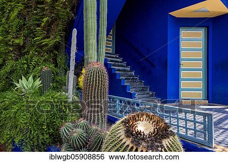 Detail, Jardin Majorelle with blue house of Yves Saint-Laurent, botanical garden, Marrakech, Morocco, Africa View Large Photo Image Stock Photograph - Detail, Jardin Majorelle with blue house of Yves Saint-Laurent, botanical garden, Marrakech, Morocco, Africa. Fotosearch