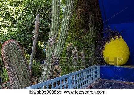 Detail, Jardin Majorelle with blue house of Yves Saint-Laurent, botanical garden, Marrakech, Morocco, Africa View Large Photo Image Stock Photography - Detail, Jardin Majorelle with blue house of Yves Saint-Laurent, botanical garden, Marrakech, Morocco, Africa. Fotosearch
