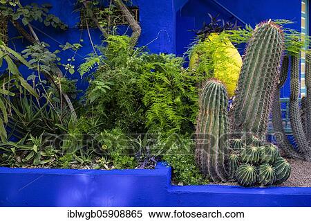 Stock Photography - Detail, Jardin Majorelle with blue house of Yves Saint-Laurent, botanical garden, Marrakech, Morocco, Africa. Fotosearch