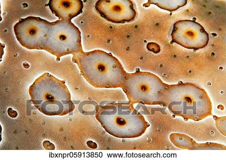 Detail of Eye patch sea cucumber (Bohadschia argus), Pacific, Great Barrier Reef, Australia, Oceania View Large Photo Image Stock Image - Detail of Eye patch sea cucumber (Bohadschia argus), Pacific, Great Barrier Reef, Australia, Oceania. Fotosearch