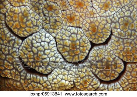 Detail of Forsskal's Pleurobranch (Pleurobranchus forskalii), Backshielded Snail, Nudibranch, Detail, Pacific, Great Barrier Reef, UNESCO World Heritage, Australia, Oceania View Large Photo Image Stock Image - Detail of Forsskal's Pleurobranch (Pleurobranchus forskalii), Backshielded Snail, Nudibranch, Detail, Pacific, Great Barrier Reef, UNESCO World Heritage, Australia, Oceania. Fotosearch