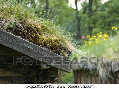 Detail of grass roof on wooden house, Nordland, Norway, Europe View Large Photo Image Stock Image - Detail of grass roof on wooden house, Nordland, Norway, Europe. Fotosearch