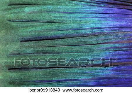 Detail of tail fin, parrot fish (Scarus), Pacific, Great Barrier Reef, UNESCO World Heritage, Australia, Oceania View Large Photo Image Stock Image - Detail of tail fin, parrot fish (Scarus), Pacific, Great Barrier Reef, UNESCO World Heritage, Australia, Oceania. Fotosearch