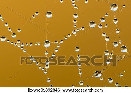 Dew drops in a spider's web, graphic, filigan, Goldenstedt, Lower Saxony, Germany, Europe View Large Photo Image Stock Photograph - Dew drops in a spider's web, graphic, filigan, Goldenstedt, Lower Saxony, Germany, Europe. Fotosearch