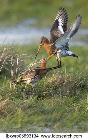 Disputed Black-tailed godwits ( Limosa limosa) in wet meadow, turf warfare, dune lowland, Lembruch, Lower Saxony, Germany, Europe View Large Photo Image Picture - Disputed Black-tailed godwits ( Limosa limosa) in wet meadow, turf warfare, dune lowland, Lembruch, Lower Saxony, Germany, Europe. Fotosearch