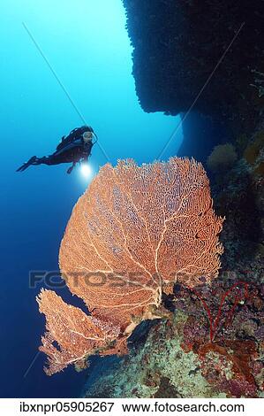 Diver with diving lamp at coral reef wall viewing Gorgonie (Annella mollis) Andaman Sea, Mu Ko Similan National Park, Similan Islands, Phang Nga Province, Thailand, Asia View Large Photo Image Stock Photo - Diver with diving lamp at coral reef wall viewing Gorgonie (Annella mollis) Andaman Sea, Mu Ko Similan National Park, Similan Islands, Phang Nga Province, Thailand, Asia. Fotosearch