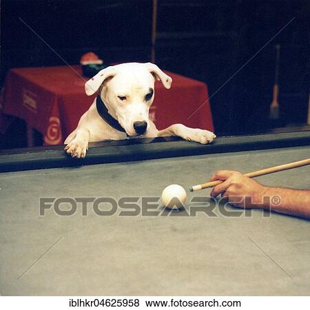 Dog looks billiards player at the shot to approx. 1970s, exact place unknown, Czech Republic, Europe View Large Photo Image Stock Photo - Dog looks billiards player at the shot to approx. 1970s, exact place unknown, Czech Republic, Europe. Fotosearch