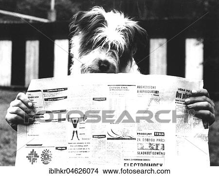 Picture - Dog reads newspaper ca. 1970s, exact place unknown, Czech Republic, Europe. Fotosearch