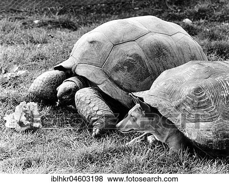 Dog under tortoise shell and turtle, England, Great Britain View Large Photo Image Stock Photo - Dog under tortoise shell and turtle, England, Great Britain. Fotosearch