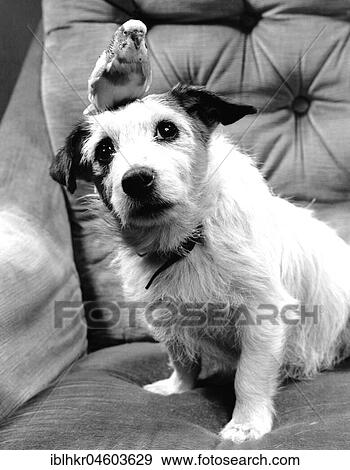 Dog with budgie sitting on his head, England, Great Britain View Large Photo Image Stock Photo - Dog with budgie sitting on his head, England, Great Britain. Fotosearch