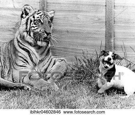 Stock Photograph - Doggy plays with a tiger, England, Great Britain. Fotosearch
