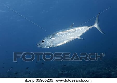 Dogtooth tuna (Gymnosarda unicolor) dog-tooth tuna, swimming over coral reef, Richelieu Rock, Andaman Sea, Mu Ko Similan National Park, Similan Islands, Phang Nga Province, Thailand, Asia View Large Photo Image Stock Photography - Dogtooth tuna (Gymnosarda unicolor) dog-tooth tuna, swimming over coral reef, Richelieu Rock, Andaman Sea, Mu Ko Similan National Park, Similan Islands, Phang Nga Province, Thailand, Asia. Fotosearch