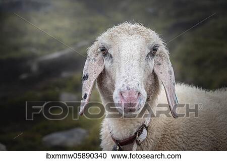 Stock Image - Domestic sheep, portrait, Berliner Höhenweg, Zillertal, Tyrol, Austria, Europe. Fotosearch