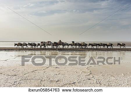 Stock Image - Donkey caravan loaded with rock salt plates on the way home through a salt lake, salt desert, Danakil Depression, Ethiopia, Africa. Fotosearch