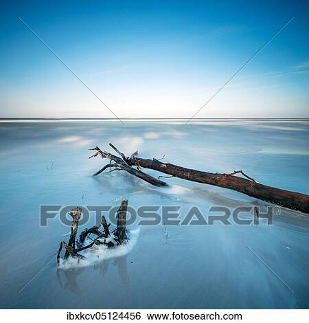 Driftwood at the beach of the Baltic Sea, long time exposure, Darß Peninsula, Fischland-Darß-Zingst, National Park Vorpommersche Boddenlandschaft, Mecklenburg-Vorpommern, Germany, Europe View Large Photo Image Stock Photograph - Driftwood at the beach of the Baltic Sea, long time exposure, Darß Peninsula, Fischland-Darß-Zingst, National Park Vorpommersche Boddenlandschaft, Mecklenburg-Vorpommern, Germany, Europe. Fotosearch