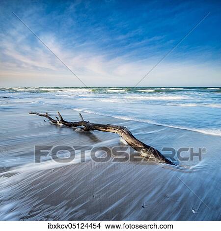 Driftwood on the beach of the Baltic Sea, Darß Peninsula, Fischland-Darß-Zingst, National Park Vorpommersche Boddenlandschaft, Mecklenburg-Vorpommern, Germany, Europe View Large Photo Image Picture - Driftwood on the beach of the Baltic Sea, Darß Peninsula, Fischland-Darß-Zingst, National Park Vorpommersche Boddenlandschaft, Mecklenburg-Vorpommern, Germany, Europe. Fotosearch