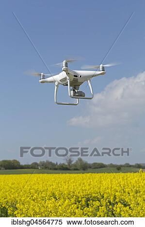 Stock Photography - Drone, quadrocopter Dji Phantom 4 pro, flying over rapeseed field. Fotosearch