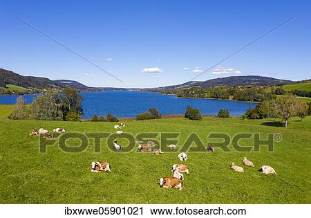 Stock Image - Drone recording, cow herd on pasture, Irrsee, Salzkammergut, Upper Austria, Austria, Europe. Fotosearch