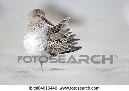 Dunlin (Calidris alpina) self-cleaning, dress, Schleswig-Holstein, Germany, Europe View Large Photo Image Stock Image - Dunlin (Calidris alpina) self-cleaning, dress, Schleswig-Holstein, Germany, Europe. Fotosearch