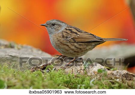 Dunnock (Prunella modularis), sitting on a tree root, Siegerland, North Rhine-Westphalia, Germany, Europe View Large Photo Image Stock Image - Dunnock (Prunella modularis), sitting on a tree root, Siegerland, North Rhine-Westphalia, Germany, Europe. Fotosearch