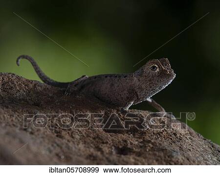 Earth chameleon (Brookesia stumpfii) in the rainforest north-west Madagascar, Madagascar, Africa View Large Photo Image Stock Photo - Earth chameleon (Brookesia stumpfii) in the rainforest north-west Madagascar, Madagascar, Africa. Fotosearch