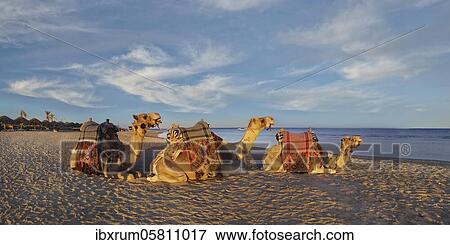 Stock Photo - Egyptian camels Dromedaries (Camelus dromedarius) on the beach and coral reef Abu-Dabbab, Hilton Nubian Resort, Al Qusair, Marsa Alam, Egypt, Africa. Fotosearch