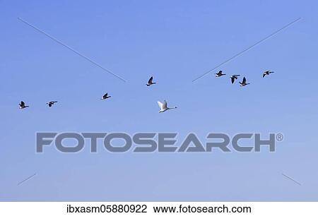 Eight grey geese and a swan, flying in a formation, Rügen, Mecklenburg Vorpommern, Germany, Europe View Large Photo Image Stock Image - Eight grey geese and a swan, flying in a formation, Rügen, Mecklenburg Vorpommern, Germany, Europe. Fotosearch