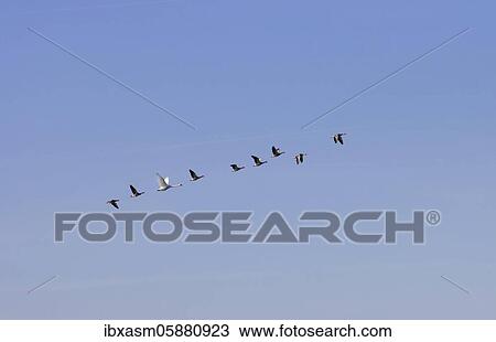Eight grey geese and a swan, flying in a formation, Rügen, Mecklenburg Vorpommern, Germany, Europe View Large Photo Image Stock Image - Eight grey geese and a swan, flying in a formation, Rügen, Mecklenburg Vorpommern, Germany, Europe. Fotosearch