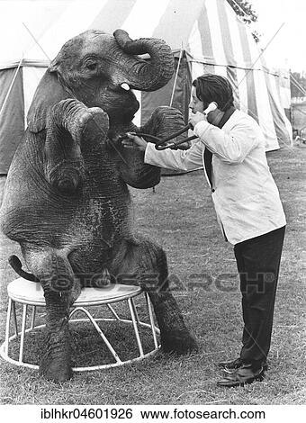 Stock Photograph - Elephant is examined by a doctor, England, Great Britain. Fotosearch