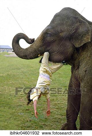 Elephant with child in mouth, England, Great Britain View Large Photo Image Stock Image - Elephant with child in mouth, England, Great Britain. Fotosearch