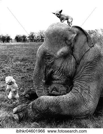 Elephant with two dogs, England, Great Britain View Large Photo Image Stock Photograph - Elephant with two dogs, England, Great Britain. Fotosearch