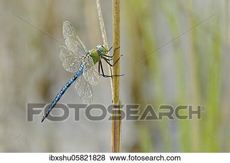Emperor dragonfly ( Anax imperator) Male on reed stalk, Canton Aargau, Switzerland, Europe View Large Photo Image Stock Photo - Emperor dragonfly ( Anax imperator) Male on reed stalk, Canton Aargau, Switzerland, Europe. Fotosearch