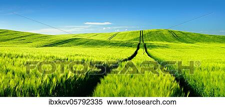 Endless green barley field in spring, lane leads into the picture, blue sky with cumulus clouds, rolling hills, Saalekre ( Naturpark Unteres Saaletal) is, Germany ( Sachsen-Anhalt) View Large Photo Image Stock Photography - Endless green barley field in spring, lane leads into the picture, blue sky with cumulus clouds, rolling hills, Saalekre ( Naturpark Unteres Saaletal) is, Germany ( Sachsen-Anhalt). Fotosearch