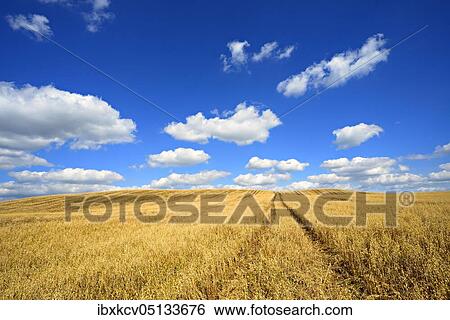 Endless oat field under blue sky with cumulus clouds, Uckermark, Brandenburg, Germany, Europe View Large Photo Image Stock Photograph - Endless oat field under blue sky with cumulus clouds, Uckermark, Brandenburg, Germany, Europe. Fotosearch