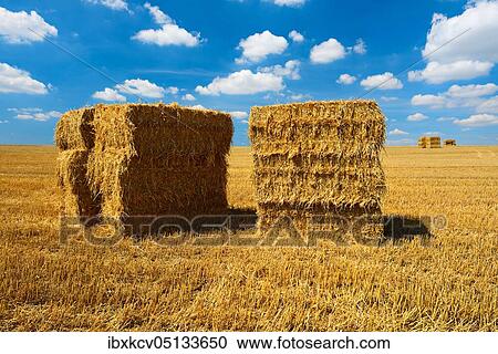 Endless stubble field with bales of straw, summer landscape under blue sky with cumulus clouds, near Alsleben, Salzlandkreis, Germany ( Sachsen-Anhalt) View Large Photo Image Stock Image - Endless stubble field with bales of straw, summer landscape under blue sky with cumulus clouds, near Alsleben, Salzlandkreis, Germany ( Sachsen-Anhalt). Fotosearch