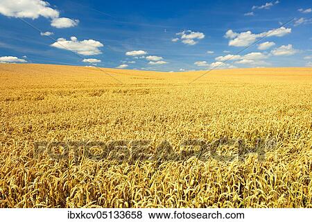 Endless wheat field under blue sky with clouds, Magdeburger Börde, Saxony-Anhalt, Germany, Europe View Large Photo Image Stock Photo - Endless wheat field under blue sky with clouds, Magdeburger Börde, Saxony-Anhalt, Germany, Europe. Fotosearch