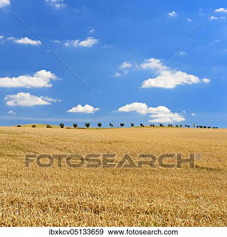 Endless wheat field under blue sky with clouds, Saalekreis, Saxony-Anhalt, Germany, Europe View Large Photo Image Stock Photo - Endless wheat field under blue sky with clouds, Saalekreis, Saxony-Anhalt, Germany, Europe. Fotosearch