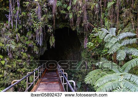 Entrance to Thurston Lava Tube, Lava tube, Hawai'i Volcanoes National Park, Big Island, Hawaii View Large Photo Image Stock Photo - Entrance to Thurston Lava Tube, Lava tube, Hawai'i Volcanoes National Park, Big Island, Hawaii. Fotosearch