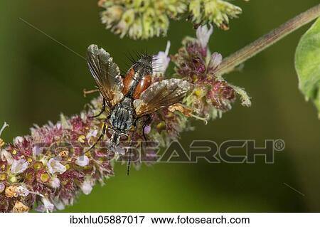 Stock Photo - Eriothrix rufomaculata (Eriothrix rufomaculata) to horse mint (Mentha longifolia) Baden-Württemberg, Germany, Europe. Fotosearch