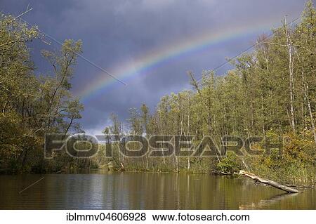 Stock Photo - Erlenbruchwald forest with rainbow, Mecklenburg Lake District, Mecklenburg-Western Pomerania, Germany, Europe. Fotosearch