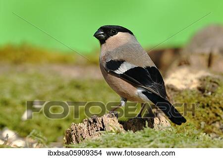 Picture - Eurasian bullfinch (Pyrrhula pyrrhula) Female sitting on a tree root, North Rhine-Westphalia, Germany, Europe. Fotosearch