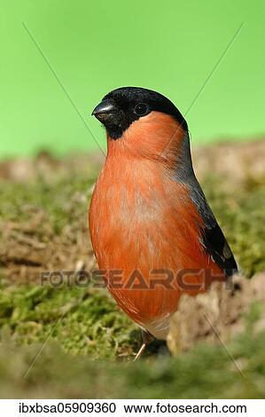 Eurasian bullfinch (Pyrrhula pyrrhula) male, animal portrait, North Rhine-Westphalia, Germany, Europe View Large Photo Image Stock Image - Eurasian bullfinch (Pyrrhula pyrrhula) male, animal portrait, North Rhine-Westphalia, Germany, Europe. Fotosearch