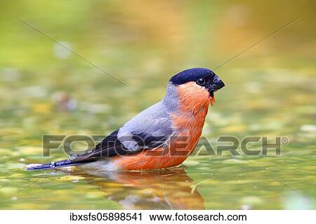Eurasian bullfinch (Pyrrhula pyrrhula) or, male bathes in shallow water, Solms, Hesse View Large Photo Image Stock Image - Eurasian bullfinch (Pyrrhula pyrrhula) or, male bathes in shallow water, Solms, Hesse. Fotosearch