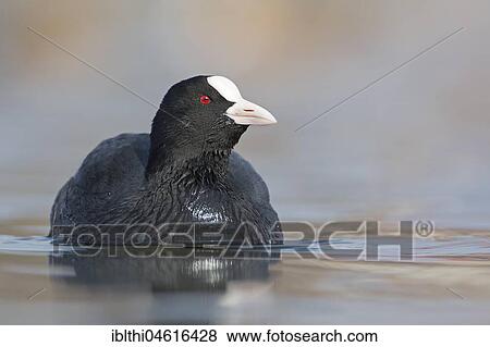 Eurasian Coot (Fulica atra) in water, Central Elbe Biosphere Reserve, Saxony-Anhalt, Germany, Europe View Large Photo Image Stock Photo - Eurasian Coot (Fulica atra) in water, Central Elbe Biosphere Reserve, Saxony-Anhalt, Germany, Europe. Fotosearch