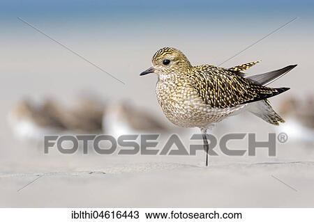 Stock Image - Eurasian golden plover (Pluvialis apricaria) self-cleaning, dress, Schleswig-Holstein, Germany, Europe. Fotosearch