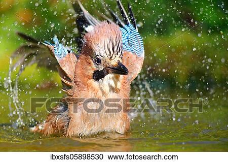 Eurasian jay (Garrulus glandarius) bathes in shallow water, Solms, Hesse View Large Photo Image Stock Image - Eurasian jay (Garrulus glandarius) bathes in shallow water, Solms, Hesse. Fotosearch